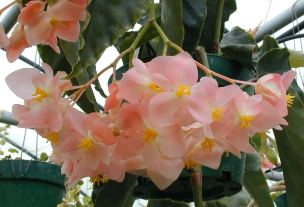 B. ‘Yasuragi’